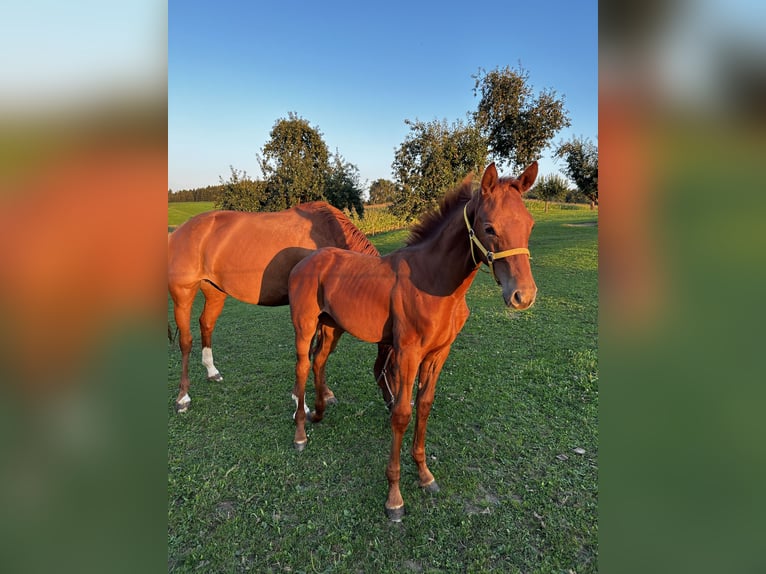 German Sport Horse Mare 2 years 15,3 hh Chestnut-Red in Taufkirchen (Vils)