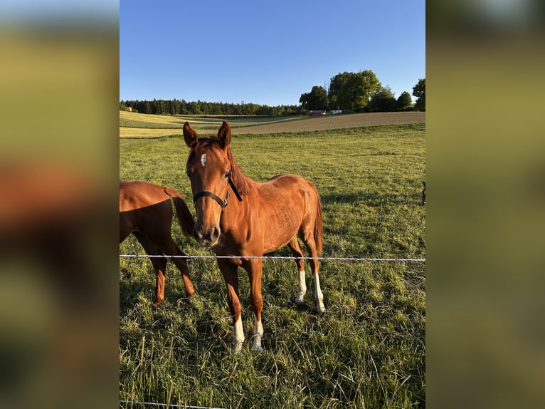 German Sport Horse Mare 2 years 15,3 hh Chestnut-Red in Taufkirchen (Vils)