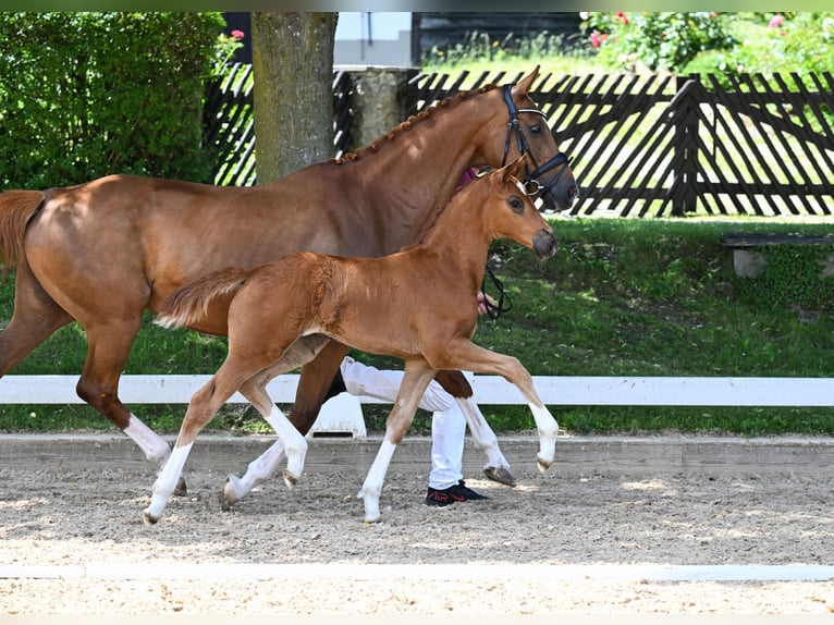 German Sport Horse Mare 2 years 15,3 hh Chestnut-Red in Taufkirchen (Vils)