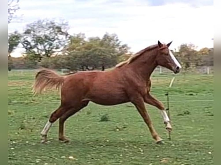 German Sport Horse Mare 2 years 15,3 hh Chestnut-Red in Zangenberg
