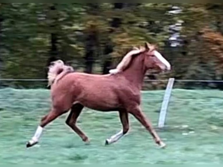 German Sport Horse Mare 2 years 15,3 hh Chestnut-Red in Zangenberg