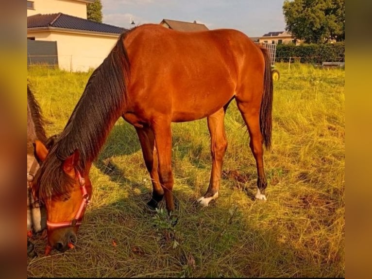 German Sport Horse Mare 2 years 16.1 hh Brown in Döbeln