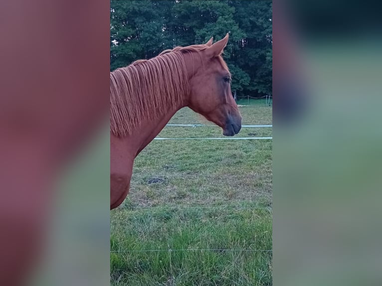 German Sport Horse Mare 2 years 16.1 hh Chestnut-Red in Milower Land