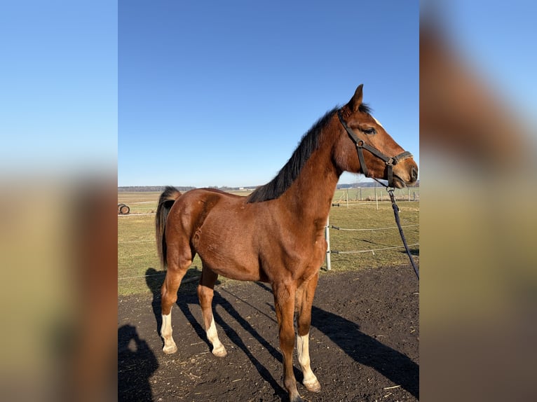 German Sport Horse Mare 2 years 16.1 hh  in Biberach an der Riß Bergerhausen