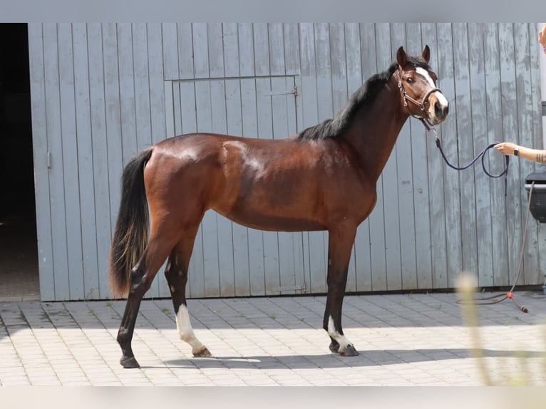German Sport Horse Mare 2 years 16.2 hh Brown in Simmershofen
