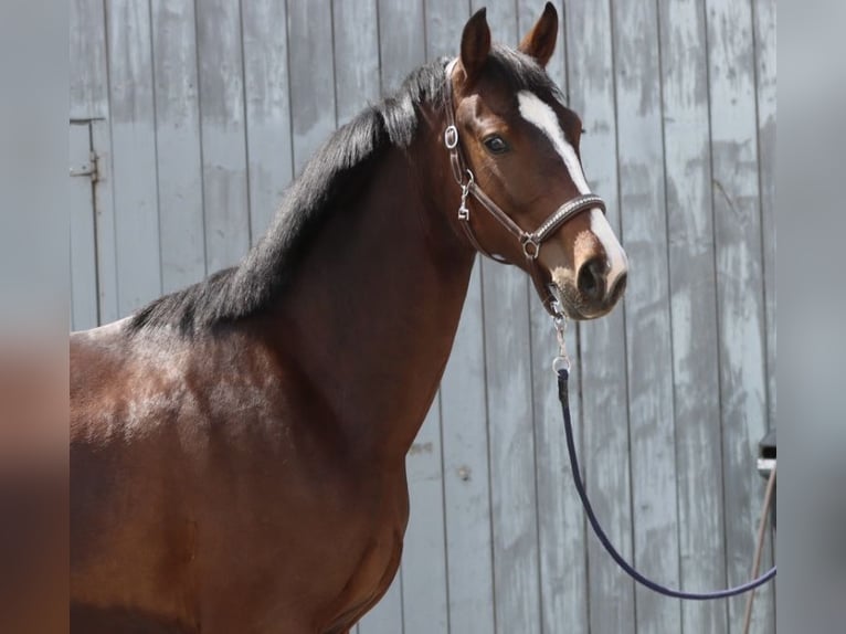 German Sport Horse Mare 2 years 16.2 hh Brown in Simmershofen