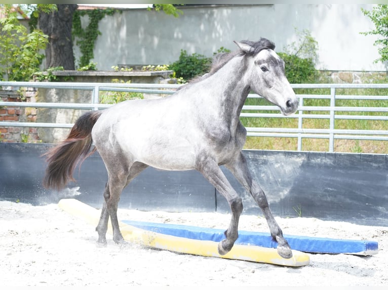 German Sport Horse Mare 2 years 16.2 hh Can be white in Großpösna