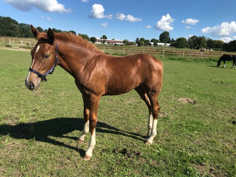 German Sport Horse Mare 2 years 16,2 hh Chestnut-Red in Berlin