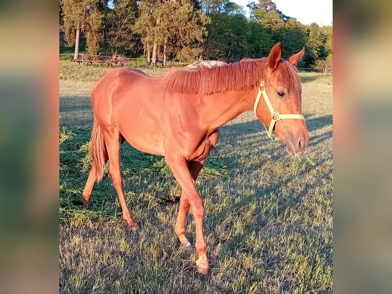 German Sport Horse Mare 2 years 16.2 hh Chestnut-Red in Milower Land