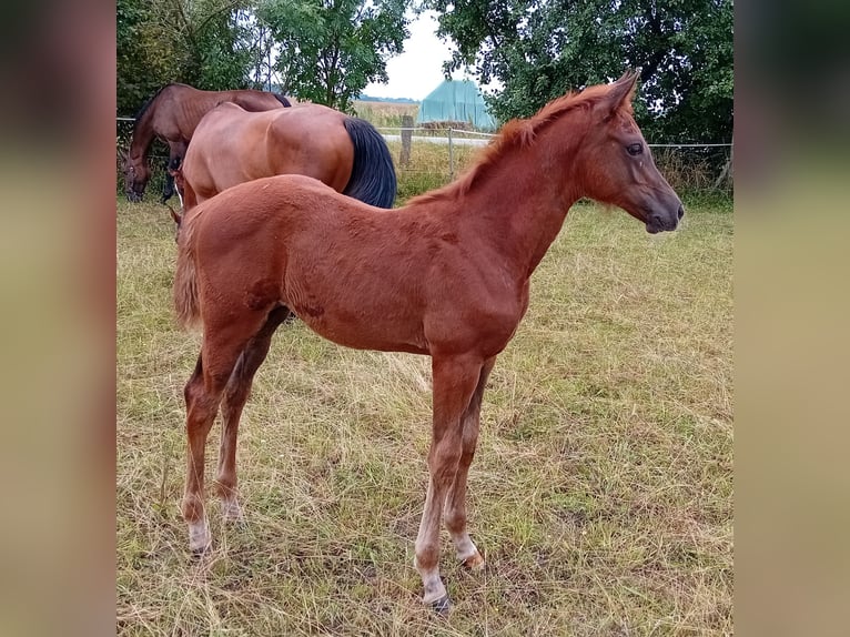 German Sport Horse Mare 2 years 16.2 hh Chestnut-Red in Milower Land