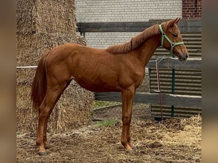 German Sport Horse Mare 2 years 16.2 hh Chestnut-Red in Milower Land
