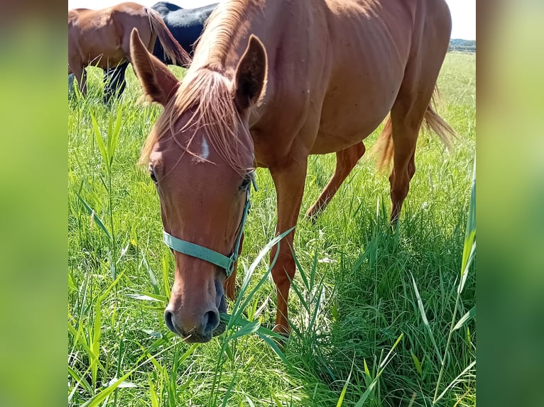 German Sport Horse Mare 2 years 16.2 hh Chestnut-Red in Milower Land