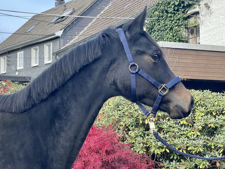 German Sport Horse Mare 2 years 16,3 hh Brown in Remscheid