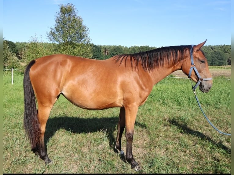 German Sport Horse Mare 2 years 16.3 hh Brown in Milower Land