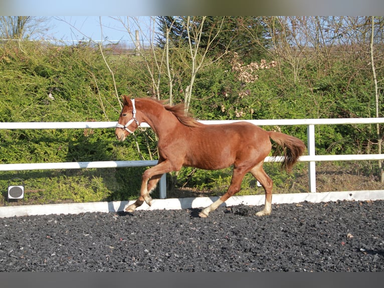 German Sport Horse Mare 2 years 16,3 hh Chestnut in Neckargemünd