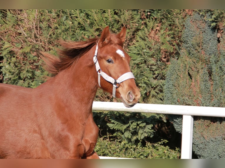 German Sport Horse Mare 2 years 16,3 hh Chestnut in Neckargemünd