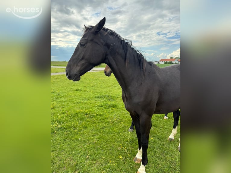 German Sport Horse Mare 2 years 16.3 hh Smoky-Black in Kastl