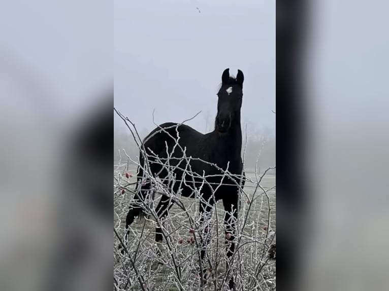 German Sport Horse Mare 2 years 16 hh Bay-Dark in Kißlegg