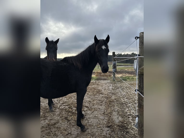 German Sport Horse Mare 2 years 16 hh Black in Lehrberg