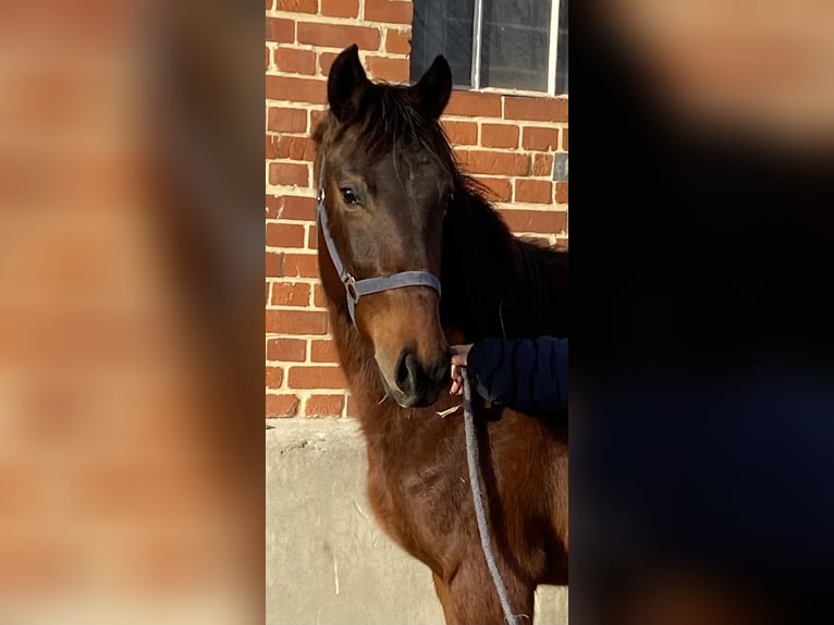 German Sport Horse Mare 2 years 16 hh Brown in Herzberg