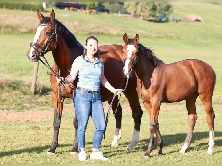 German Sport Horse Mare 2 years 16 hh Brown in Titisee-Neustadt
