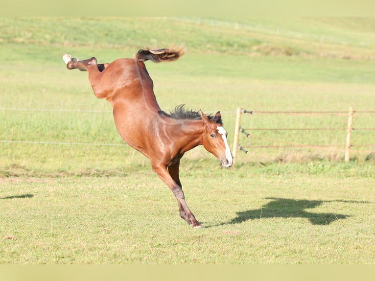 German Sport Horse Mare 2 years 16 hh Brown in Titisee-Neustadt