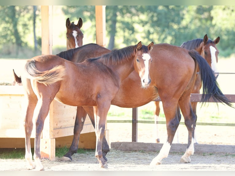 German Sport Horse Mare 2 years 16 hh Brown in Titisee-Neustadt