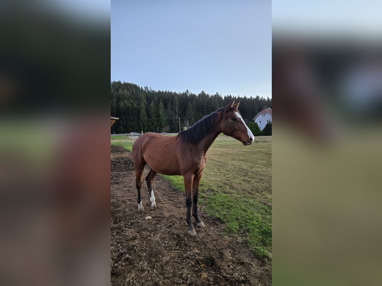 German Sport Horse Mare 2 years 16 hh Brown in Titisee-Neustadt