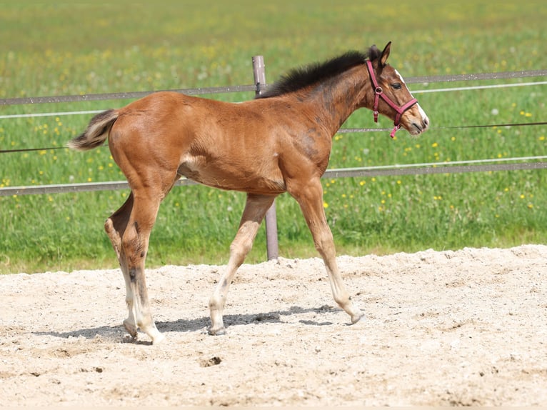 German Sport Horse Mare 2 years 16 hh Brown in Titisee-Neustadt