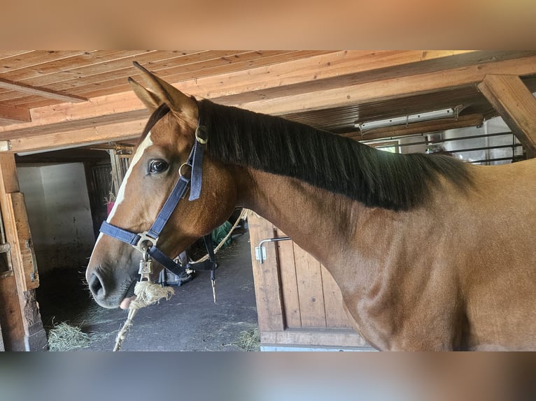 German Sport Horse Mare 2 years 16 hh Brown in Titisee-Neustadt
