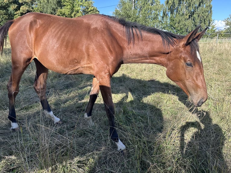 German Sport Horse Mare 2 years 16 hh Brown in Anlier