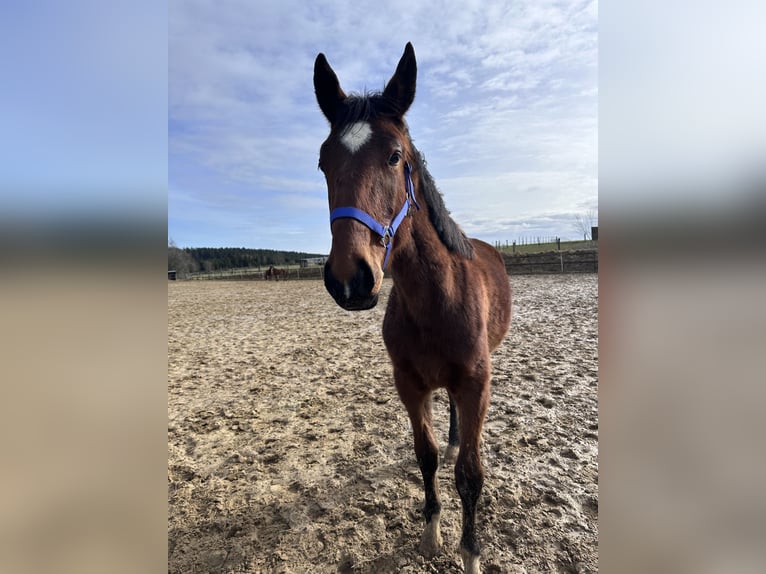 German Sport Horse Mare 2 years 16 hh Brown in Anlier