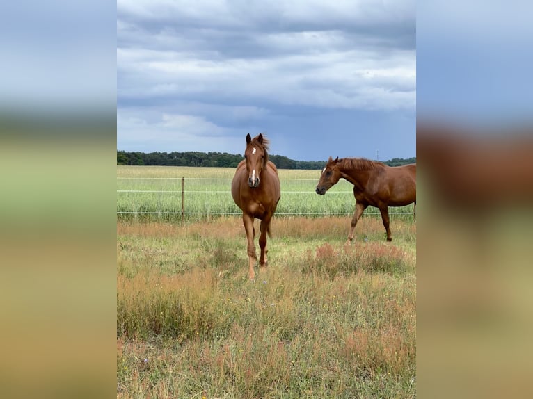 German Sport Horse Mare 2 years 16 hh Chestnut-Red in Schwielochsee