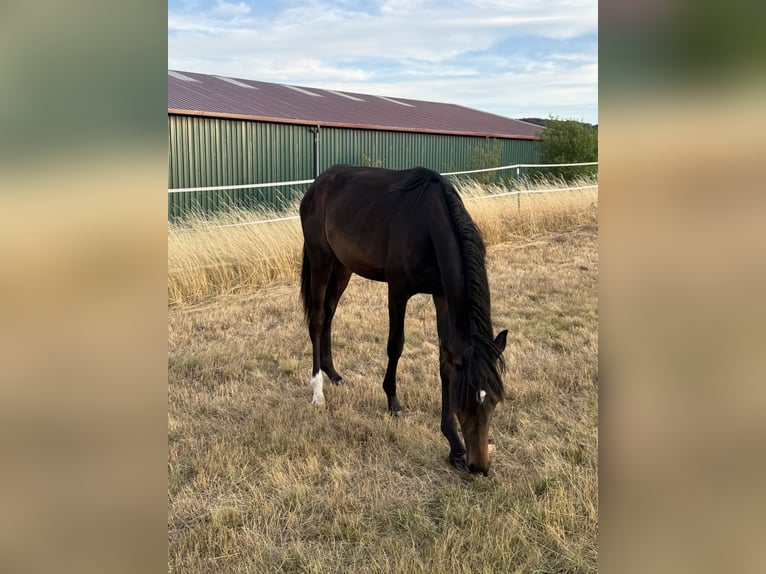 German Sport Horse Mare 2 years 16 hh Smoky-Black in Rügland