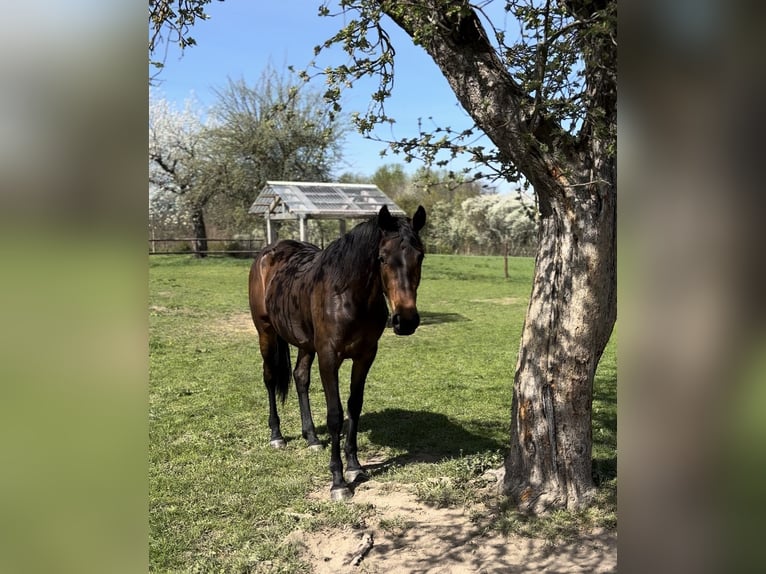German Sport Horse Mare 2 years 16,1 hh Bay-Dark in Schm&#xF6;lln