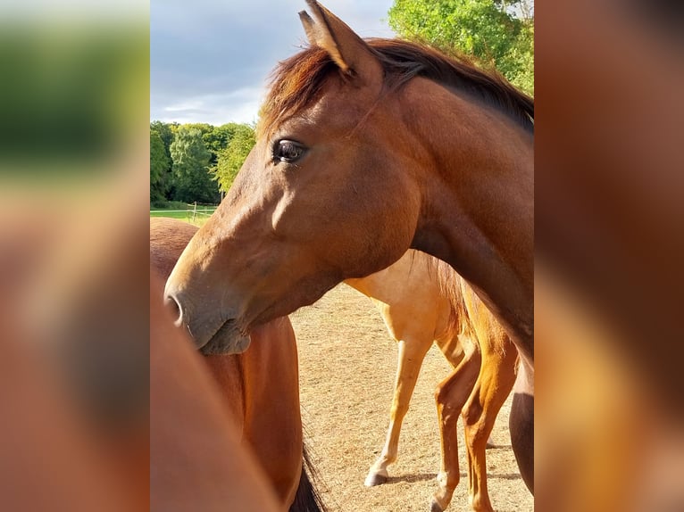 German Sport Horse Mare 2 years 16,1 hh Brown in Querfurt