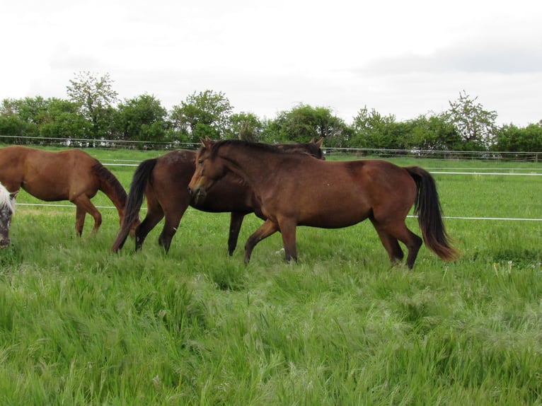 German Sport Horse Mare 2 years 16,1 hh Brown in Querfurt