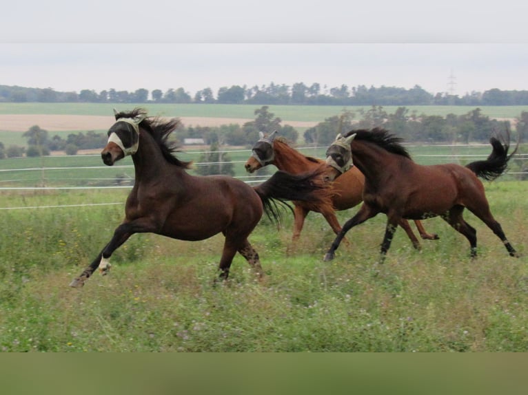 German Sport Horse Mare 2 years 16,1 hh Brown in Querfurt