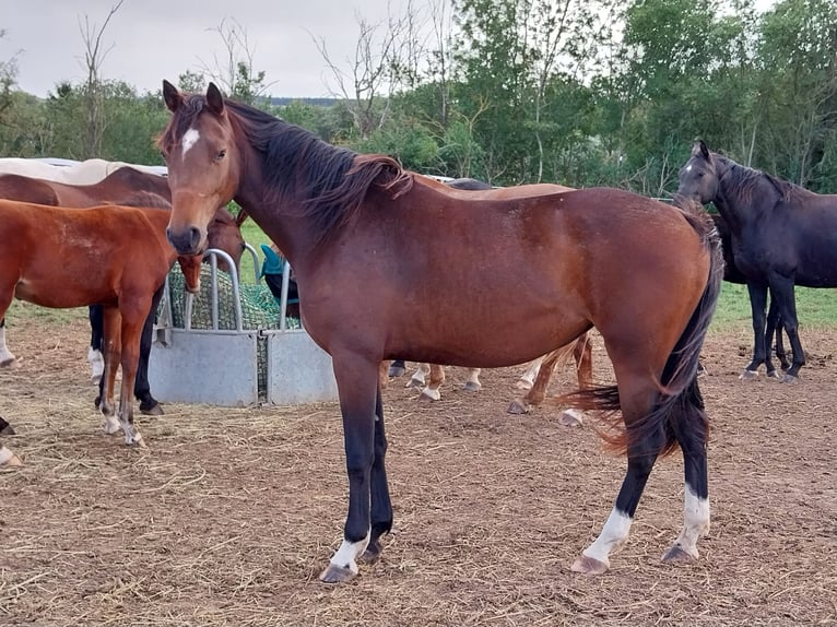 German Sport Horse Mare 2 years 16,1 hh Brown in Querfurt