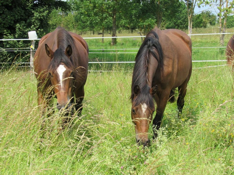 German Sport Horse Mare 2 years 16,1 hh Brown in Querfurt