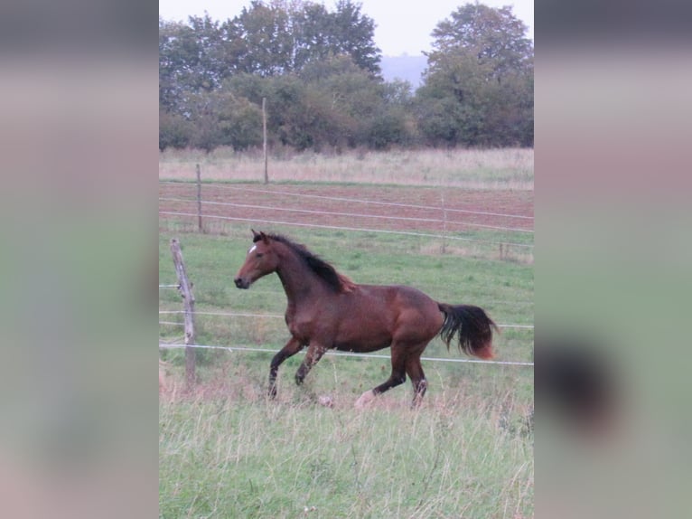 German Sport Horse Mare 2 years 16,1 hh Brown in Querfurt