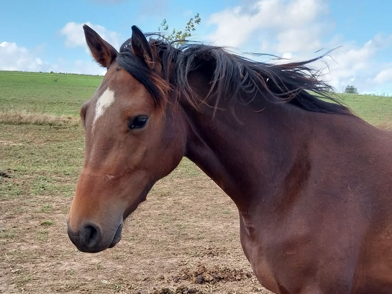 German Sport Horse Mare 2 years 16,1 hh Brown in Querfurt