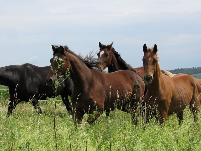 German Sport Horse Mare 2 years 16,1 hh Brown in Querfurt
