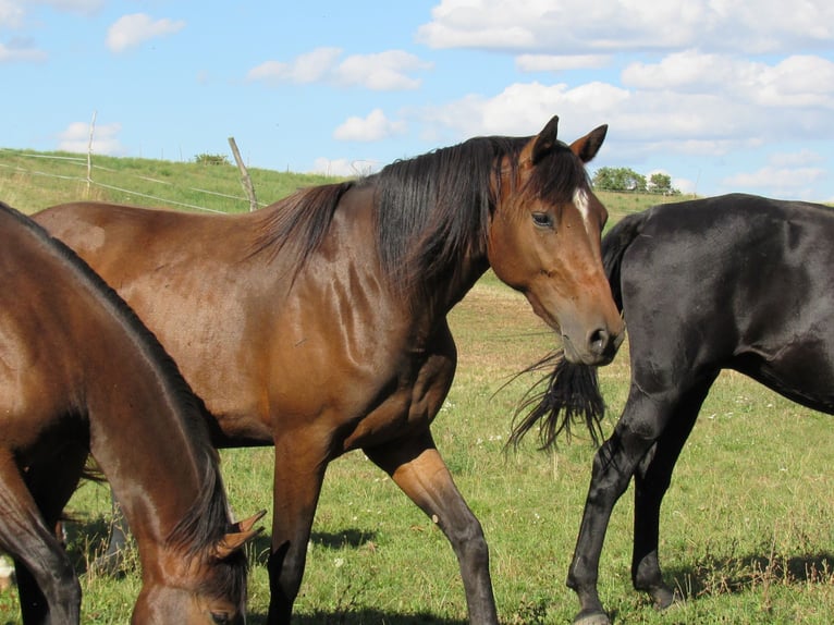 German Sport Horse Mare 2 years 16,1 hh Brown in Querfurt