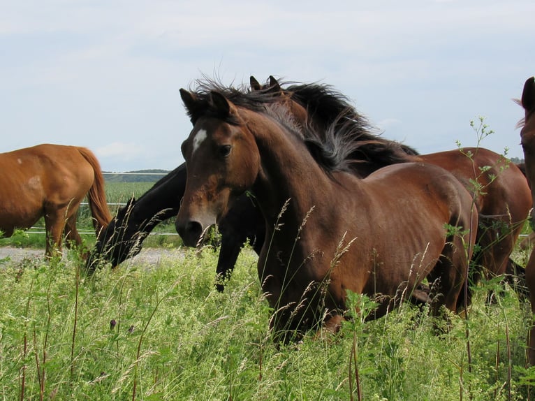 German Sport Horse Mare 2 years 16,1 hh Brown in Querfurt