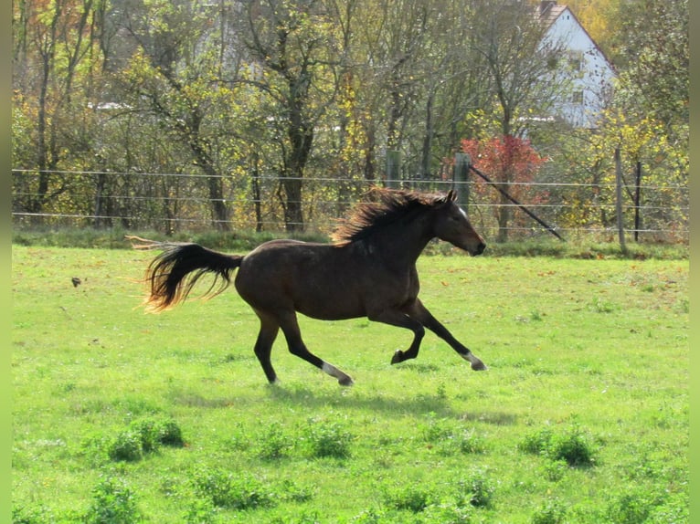 German Sport Horse Mare 2 years 16,1 hh Brown in Querfurt