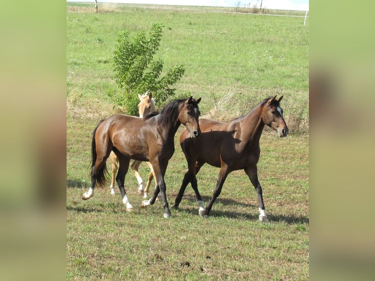 German Sport Horse Mare 2 years 16,1 hh Brown in Querfurt