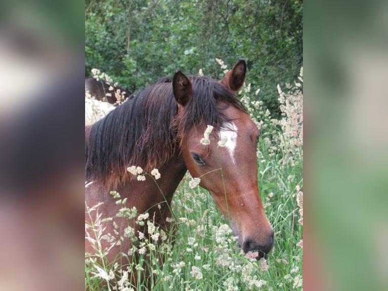 German Sport Horse Mare 2 years 16,1 hh Brown in Querfurt