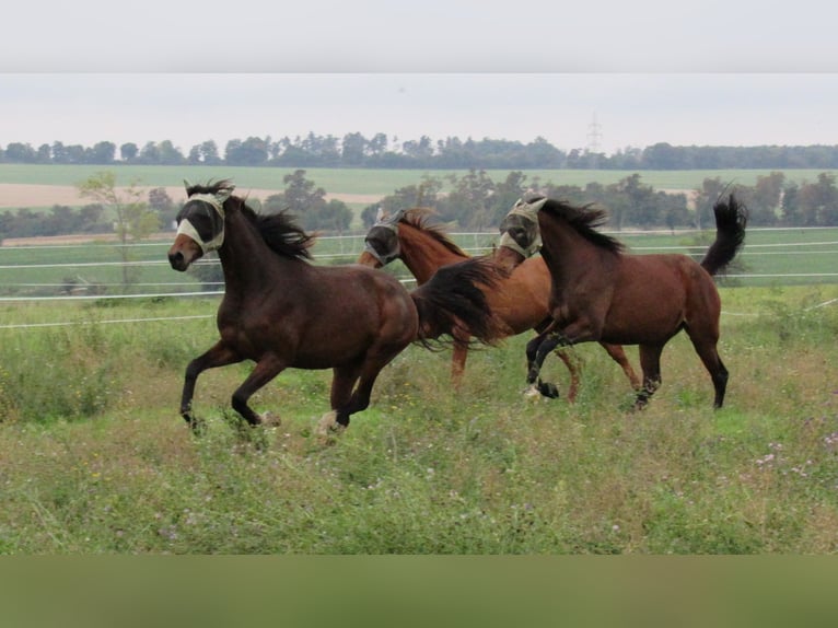 German Sport Horse Mare 2 years 16,1 hh Brown in Querfurt