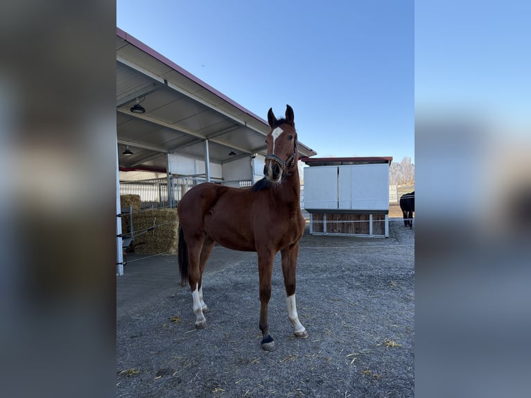 German Sport Horse Mare 2 years 16,1 hh in Biberach an der Riß Bergerhausen